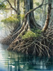 Printable Realistic Mangrove Forest with Submerged Roots in Clear Water