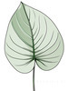 Minimalist Line Art of an Anthurium Leaf