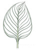 Minimalist Line Art of an Anthurium Leaf