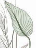 Minimalist Line Art of an Anthurium Leaf