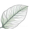 Minimalist Line Art of an Anthurium Leaf