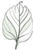 Minimalist Line Art of an Anthurium Leaf