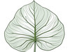 Minimalist Line Art of an Anthurium Leaf