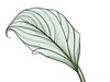 Minimalist Line Art of an Anthurium Leaf