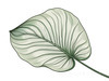 Minimalist Line Art of an Anthurium Leaf