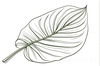 Minimalist Line Art of an Anthurium Leaf
