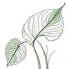 Minimalist Line Art of an Anthurium Leaf