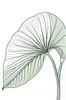 Minimalist Line Art of an Anthurium Leaf