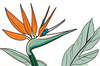 Minimalist Line Art of a Bird of Paradise Leaf