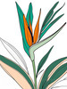 Minimalist Line Art of a Bird of Paradise Leaf