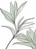 Minimalist Line Art of a Bird of Paradise Leaf