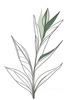 Minimalist Line Art of a Bird of Paradise Leaf