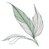 Minimalist Line Art of a Bird of Paradise Leaf