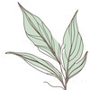 Minimalist Line Art of a Bird of Paradise Leaf