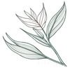 Minimalist Line Art of a Bird of Paradise Leaf