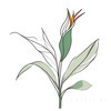 Minimalist Line Art of a Bird of Paradise Leaf