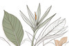 Minimalist Line Art of a Bird of Paradise Leaf