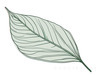 Minimalist Line Art of a Calathea Leaf
