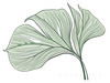 Minimalist Line Art of a Calathea Leaf