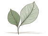 Minimalist Line Art of a Calathea Leaf