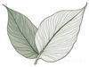 Minimalist Line Art of a Calathea Leaf