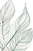 Minimalist Line Art of a Calathea Leaf