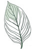 Minimalist Line Art of a Calathea Leaf