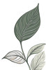 Minimalist Line Art of a Calathea Leaf