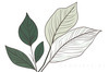 Minimalist Line Art of a Calathea Leaf