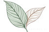 Minimalist Line Art of a Calathea Leaf