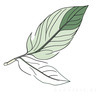 Minimalist Line Art of a Calathea Leaf