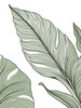 Minimalist Line Art of a Calathea Leaf