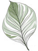 Minimalist Line Art of a Calathea Leaf