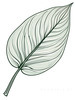 Minimalist Line Art of a Calathea Leaf