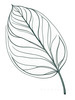 Minimalist Line Art of a Croton Leaf