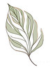Minimalist Line Art of a Croton Leaf