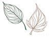 Minimalist Line Art of a Croton Leaf