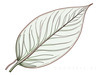 Minimalist Line Art of a Croton Leaf