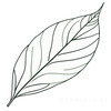Minimalist Line Art of a Croton Leaf