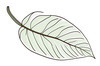 Minimalist Line Art of a Croton Leaf
