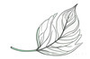 Minimalist Line Art of a Croton Leaf