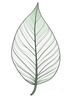 Minimalist Line Art of a Croton Leaf