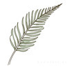 Minimalist Line Art of a Fern Frond