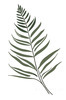 Minimalist Line Art of a Fern Frond
