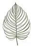 Minimalist Line Art of a Fern Frond