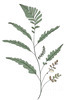 Minimalist Line Art of a Fern Frond