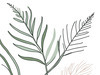 Minimalist Line Art of a Fern Frond