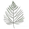 Minimalist Line Art of a Fern Frond