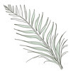 Minimalist Line Art of a Fern Frond