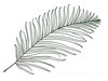 Minimalist Line Art of a Fern Frond